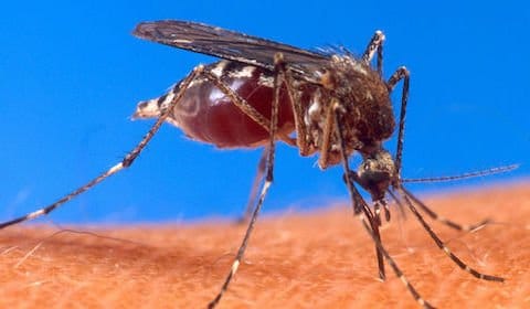 Zika-Virus und Dengue-Fieber – Mücken verbreiten Viren um die Welt!